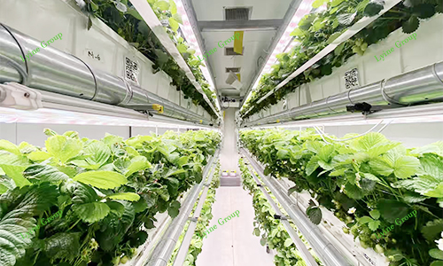 vertical farm 