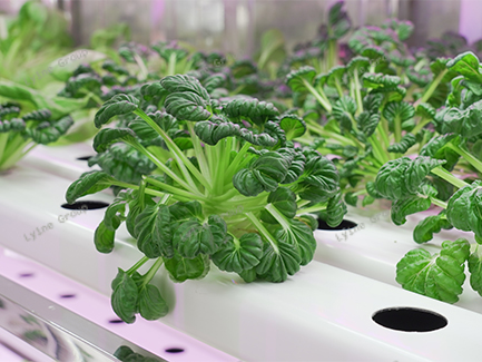 The NFT Hydroponic System