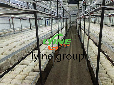 Mushroom Container Farming