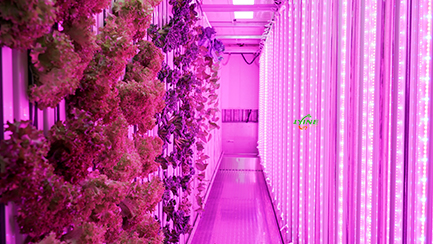 Hydroponic Container Farm