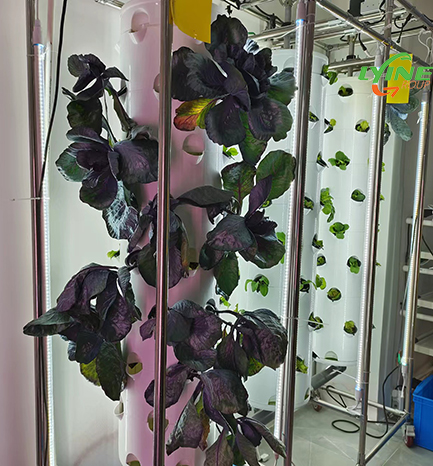  hydroponic Purple cabbage