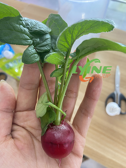 Plant Cherry Fruit Radish With Tower System01