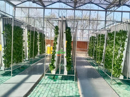 hydroponic zip greenhouse