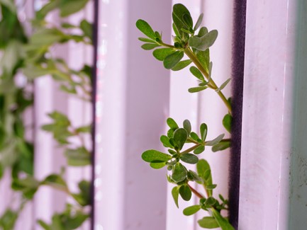 The ZIP Hydroponic System