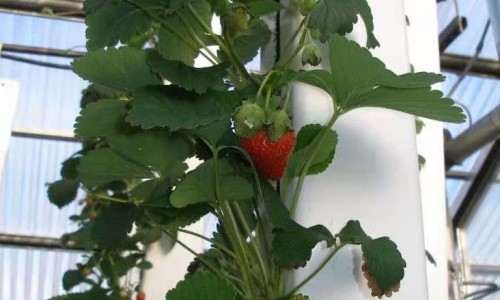 Hydroponic strawberries