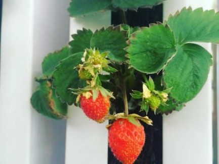 Hydroponic strawberries