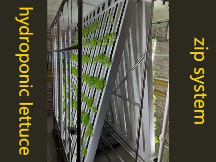 Mongolian customer hydroponically growing lettuce in the basement with the zip system01