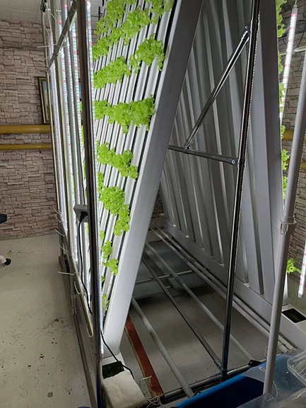 Mongolian customer hydroponically growing lettuce in the basement with the zip system02